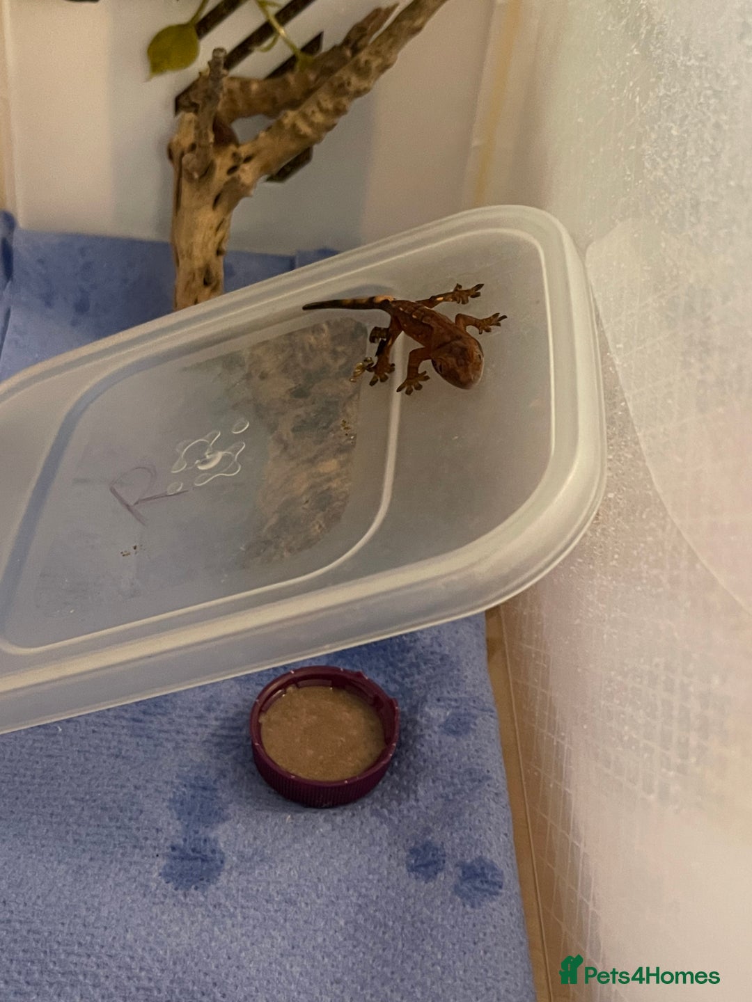 Gecko reptiles for sale: Crested gecko hatchlings  - Advert 4