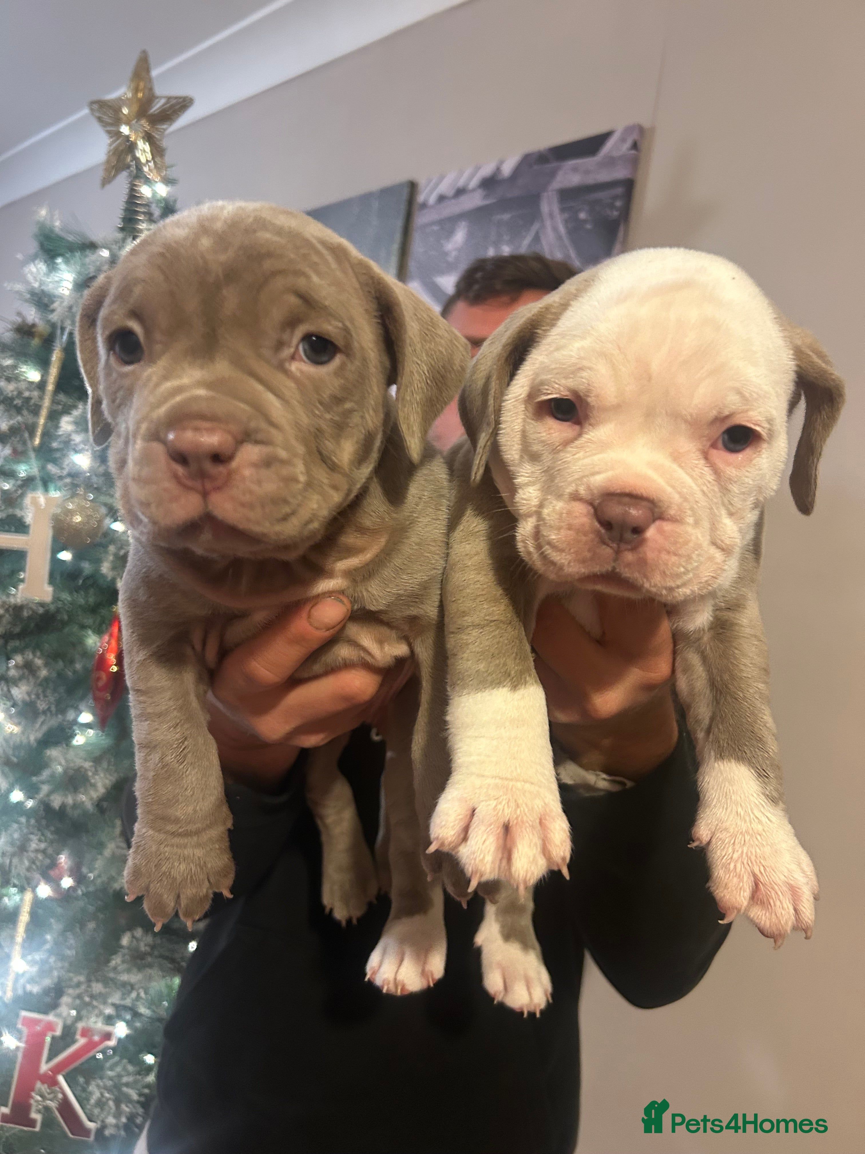 American Bully dogs 2 female standard American bully X pups  - Advert 2