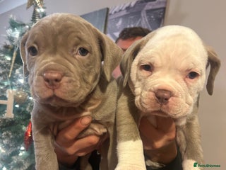 American Bully dogs 2 female standard American bully X pups - Advert 2