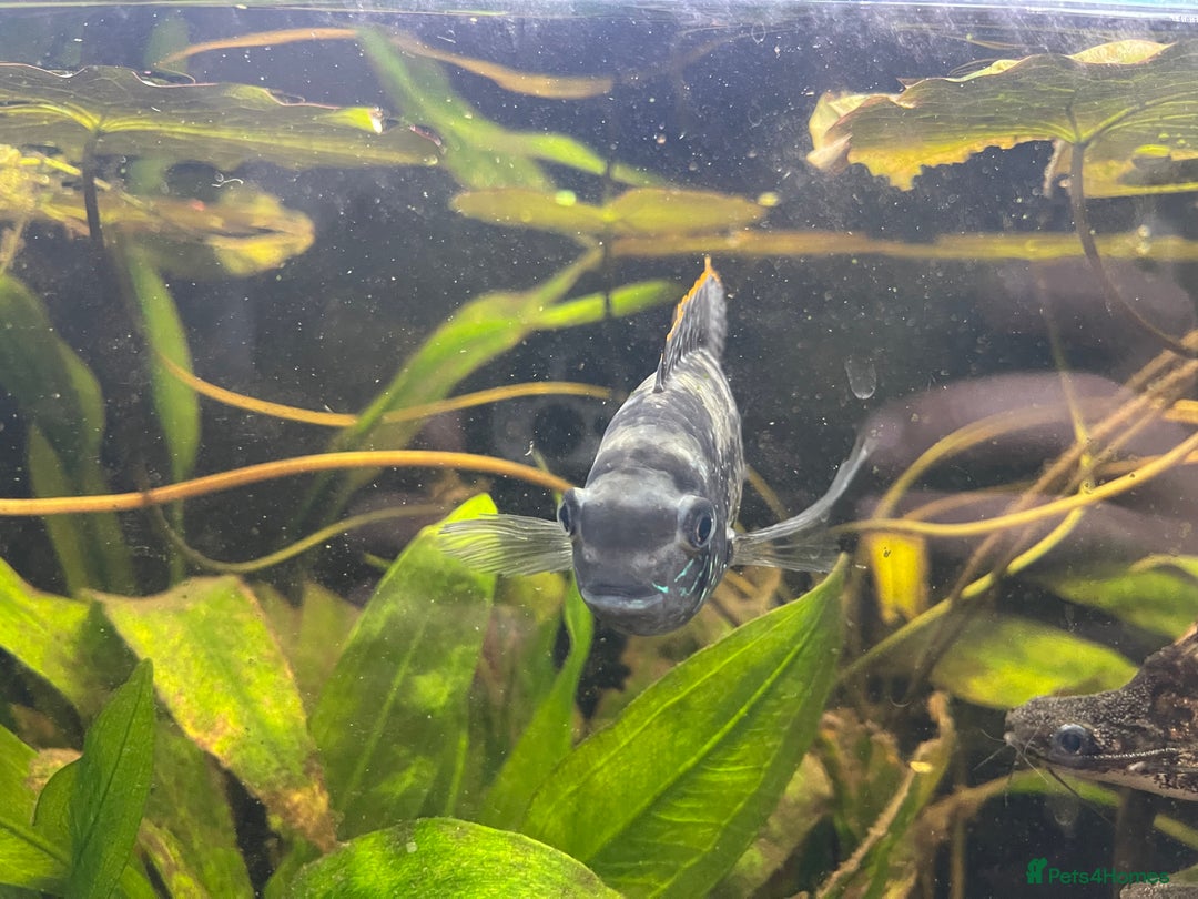 Cichlids fish for sale: 5 x Blue Acara Cichlid fish. Male and female. - Image 3