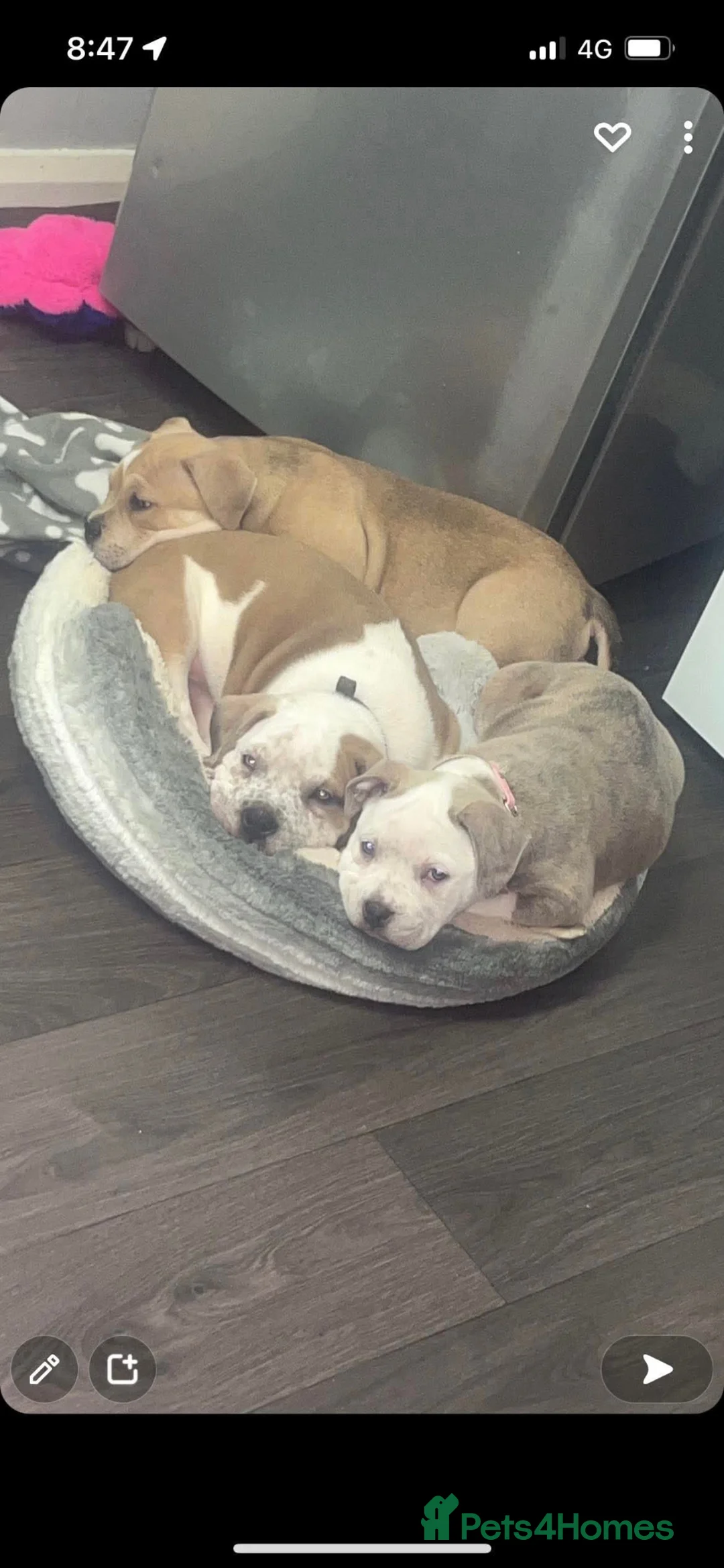 Mixed Breed dogs for sale: Pablo  in Newcastle upon Tyne - Advert 23