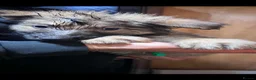 German Shepherd dogs for sale: Straight back German shepherd puppys - Advert 8