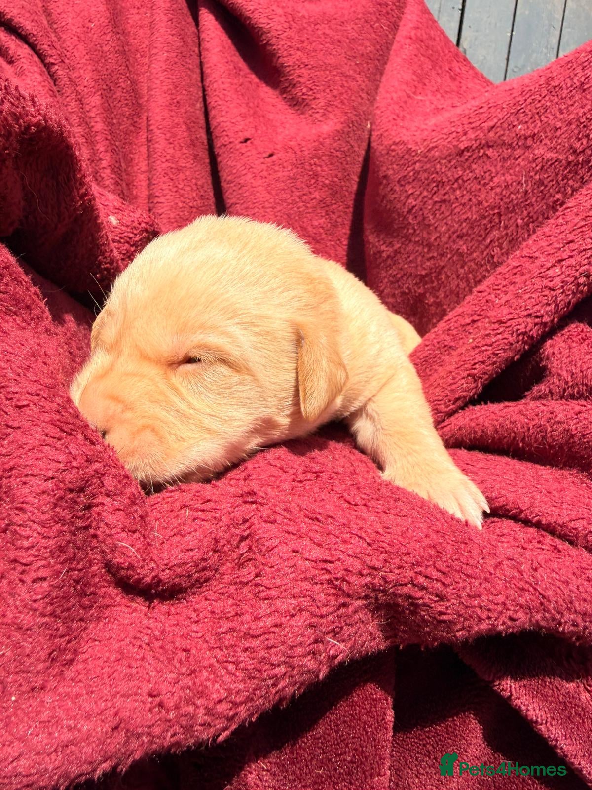Labrador Retriever dogs Fox Red / yellow working Labradors  - Advert 2