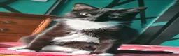 Domestic Shorthair cats for sale: 11 month old female cat looking for new home - Advert 6
