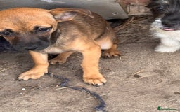 Mixed Breed dogs for sale: 2 beautiful girls ready to go Chihuahua X terrier - Image 3