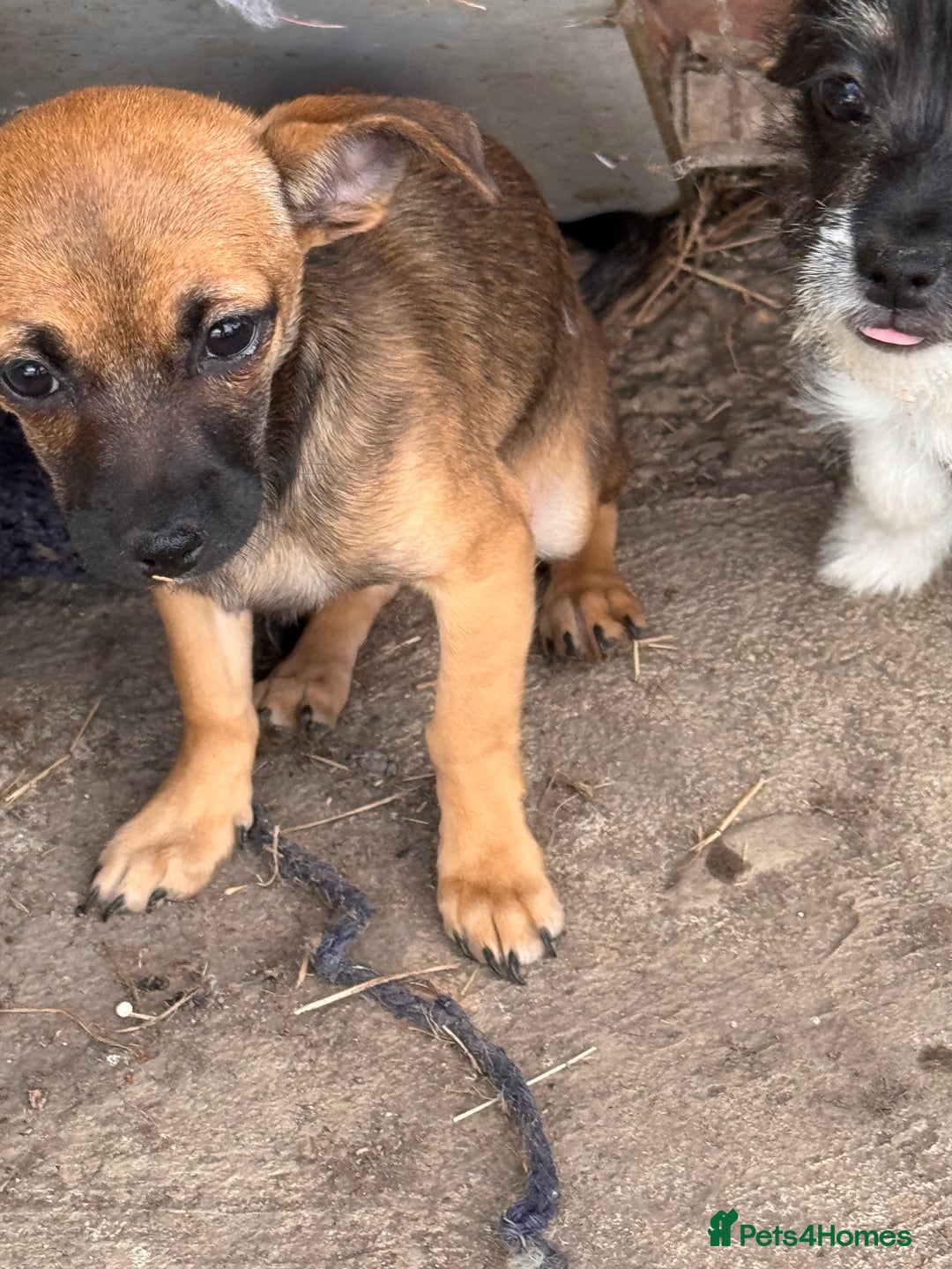 Mixed Breed dogs for sale: 2 beautiful girls ready to go Chihuahua X terrier - Image 3