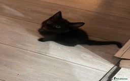 Mixed Breed cats for sale: 2 male 1 female black kitten for sale ready nov1st - Image 12