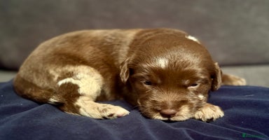 Labradoodle dogs - Advert 8