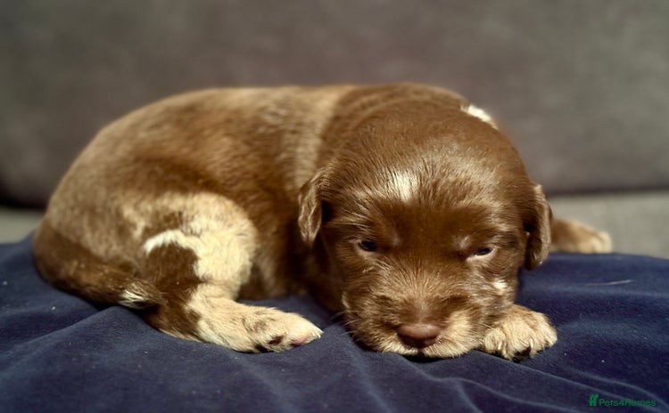 Labradoodle dogs - Advert 4