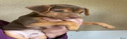 Patterdale Terrier dogs for sale: Ready NOW 9 weeks old - Advert 3
