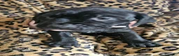 Mixed Breed dogs for sale: Bullmastiff cross puppies - Advert 16