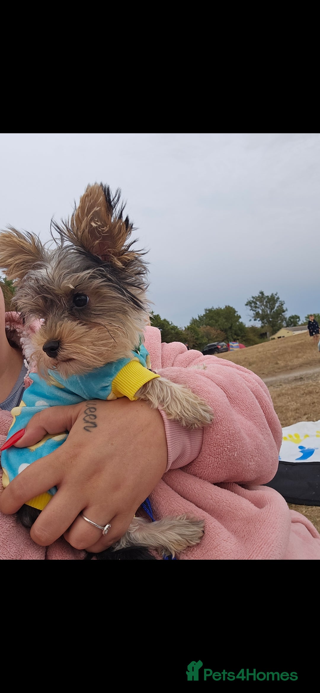 Yorkshire Terrier dogs for sale: Rehoming my boy bertie  - Image 3