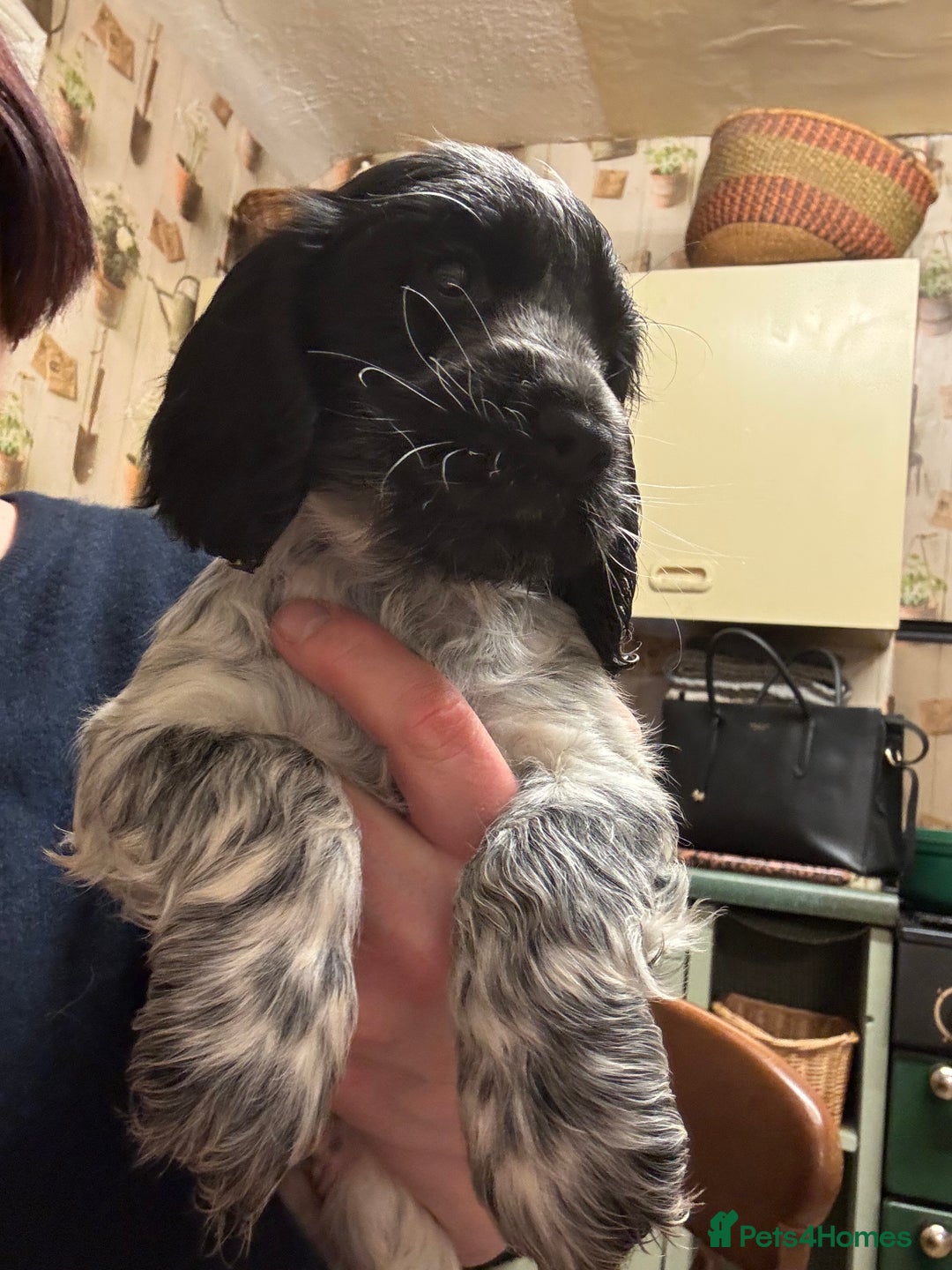 Cocker Spaniel dogs for sale: Show Cocker Pups - Image 3