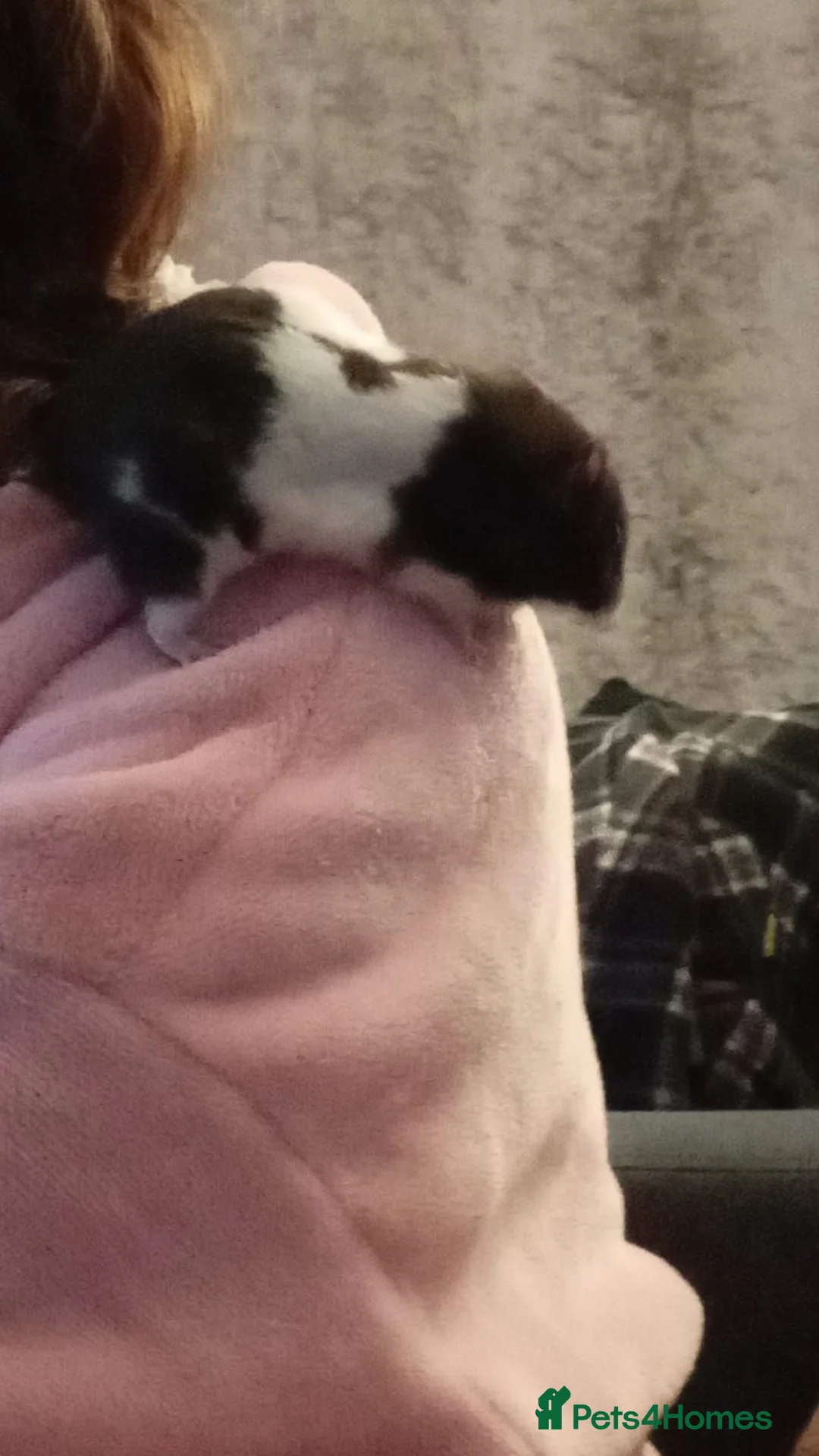 Hamster rodents for sale: Hamster  in Scarborough - Advert 2