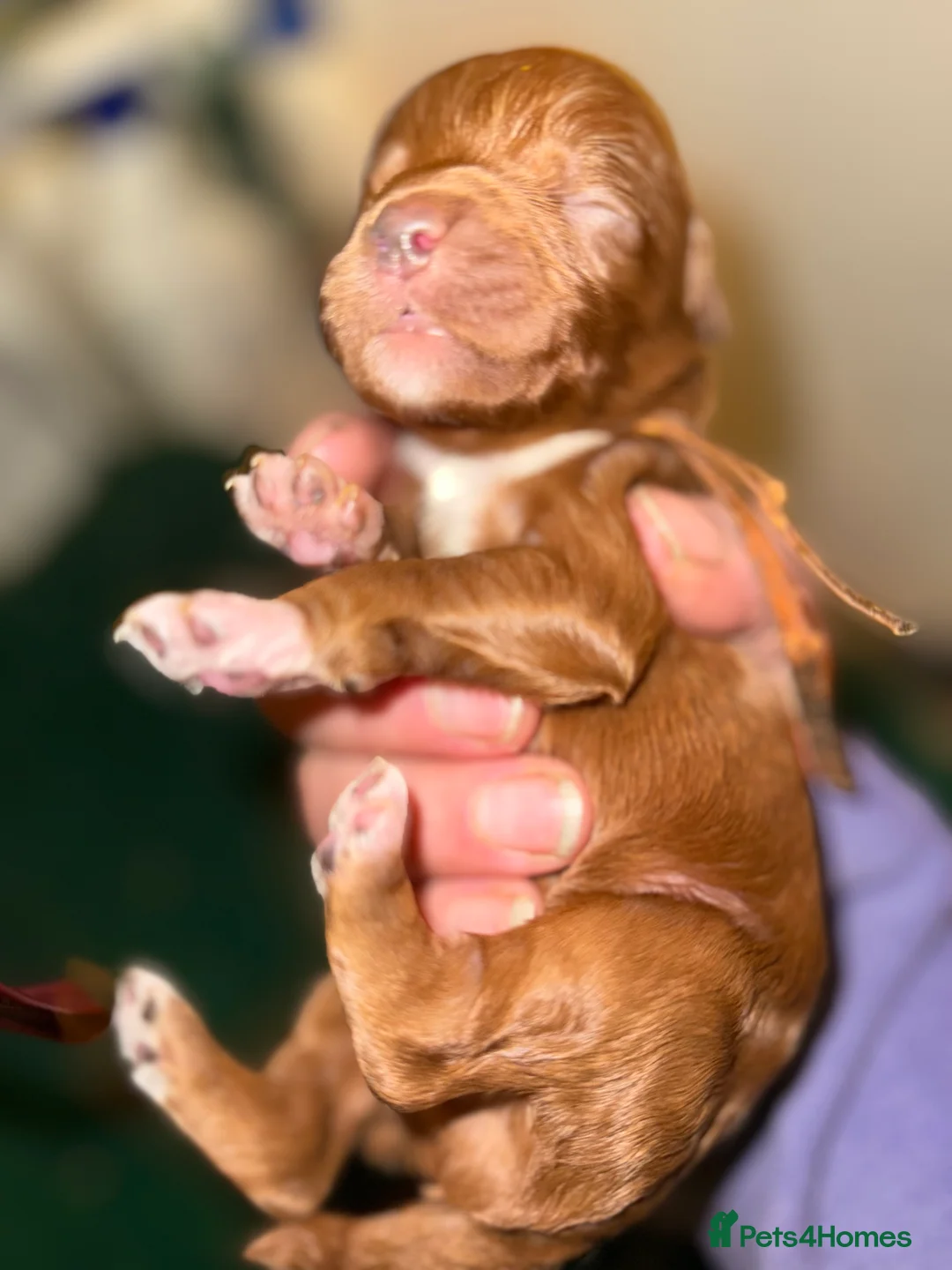 Australian Labradoodle dogs for sale: 5* fully health checked Australian labradoodles - Advert 5