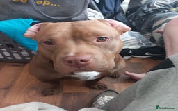 American Bully dogs for sale: princess for rehoming - Image 11