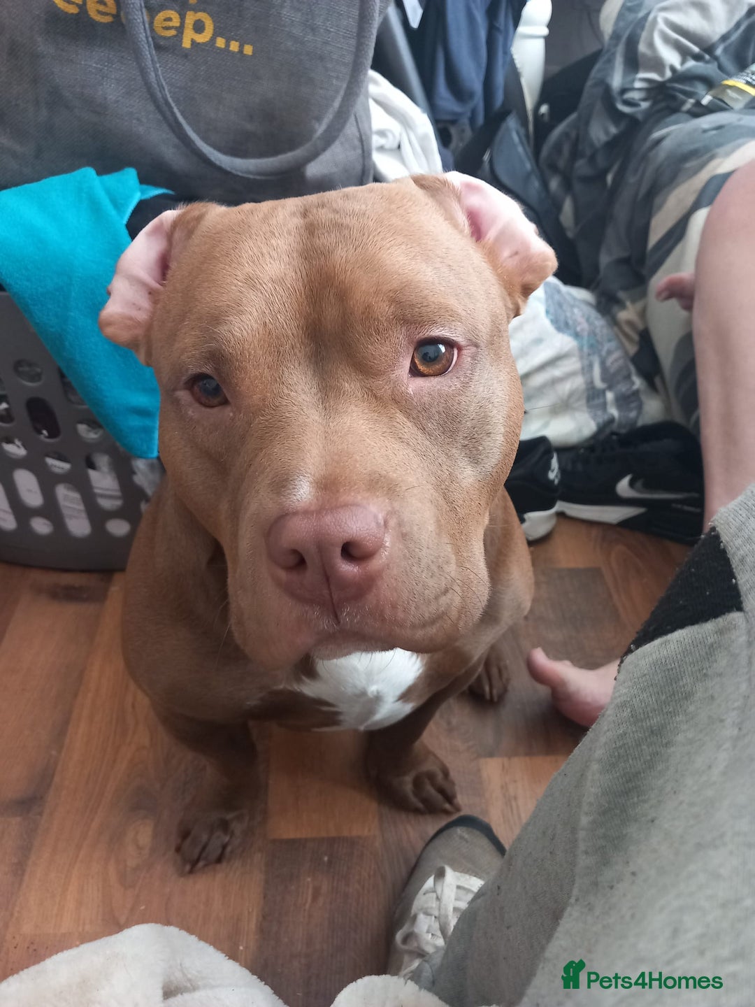 American Bully dogs for sale: princess for rehoming - Image 11