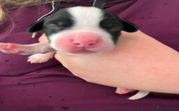 English Springer Spaniel dogs for sale: 6 gorgeous KC reg ESS puppies  - Image 14