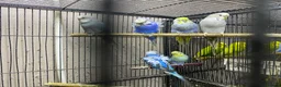 Budgerigars birds for sale: Young budgies for sale - Advert 9