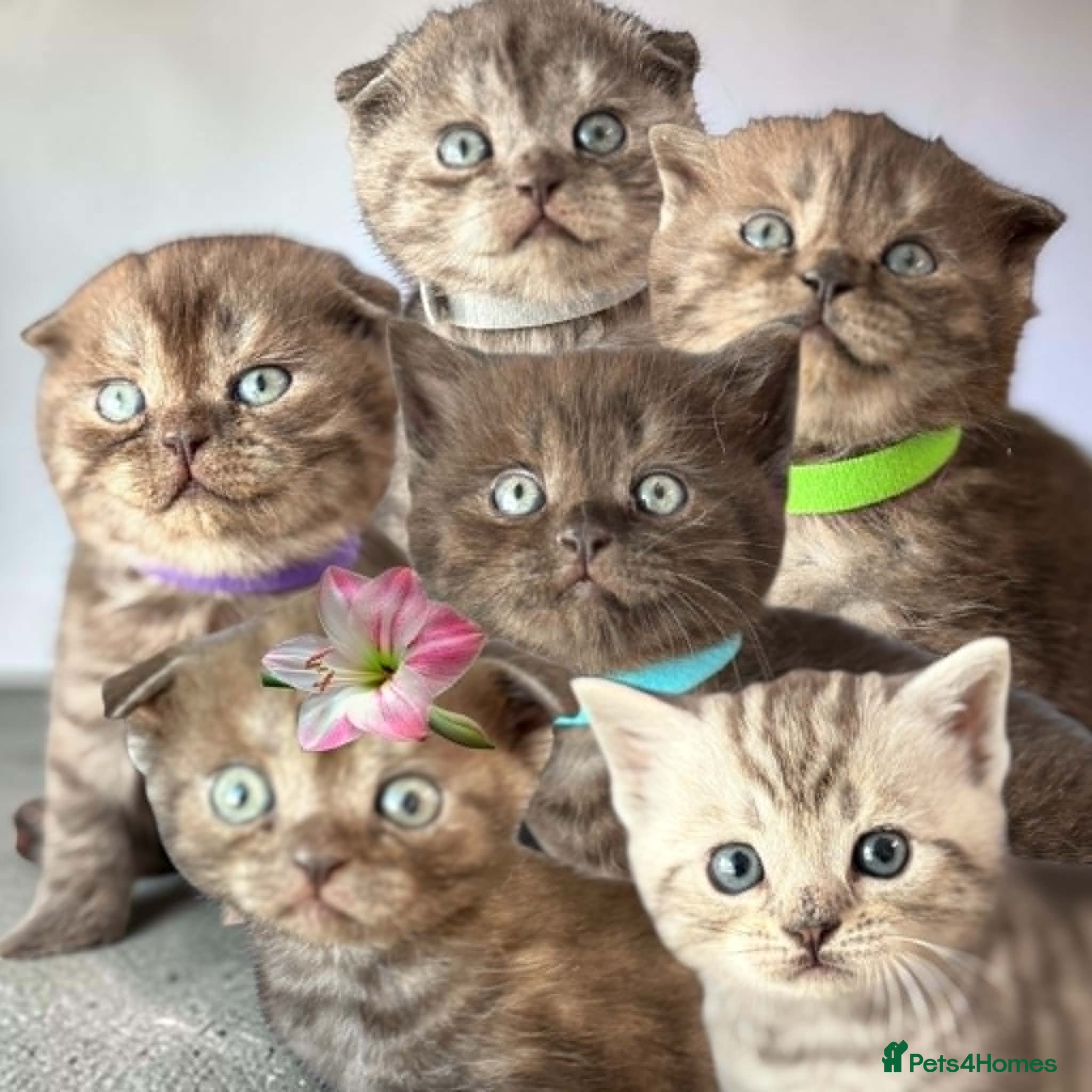 Scottish Fold cats REDUCED PRICE for 6 Pedigree Scottish Fold Kittens - Advert 5