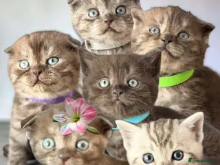 Scottish Fold cats REDUCED PRICE for 6 Pedigree Scottish Fold Kittens - Advert 5