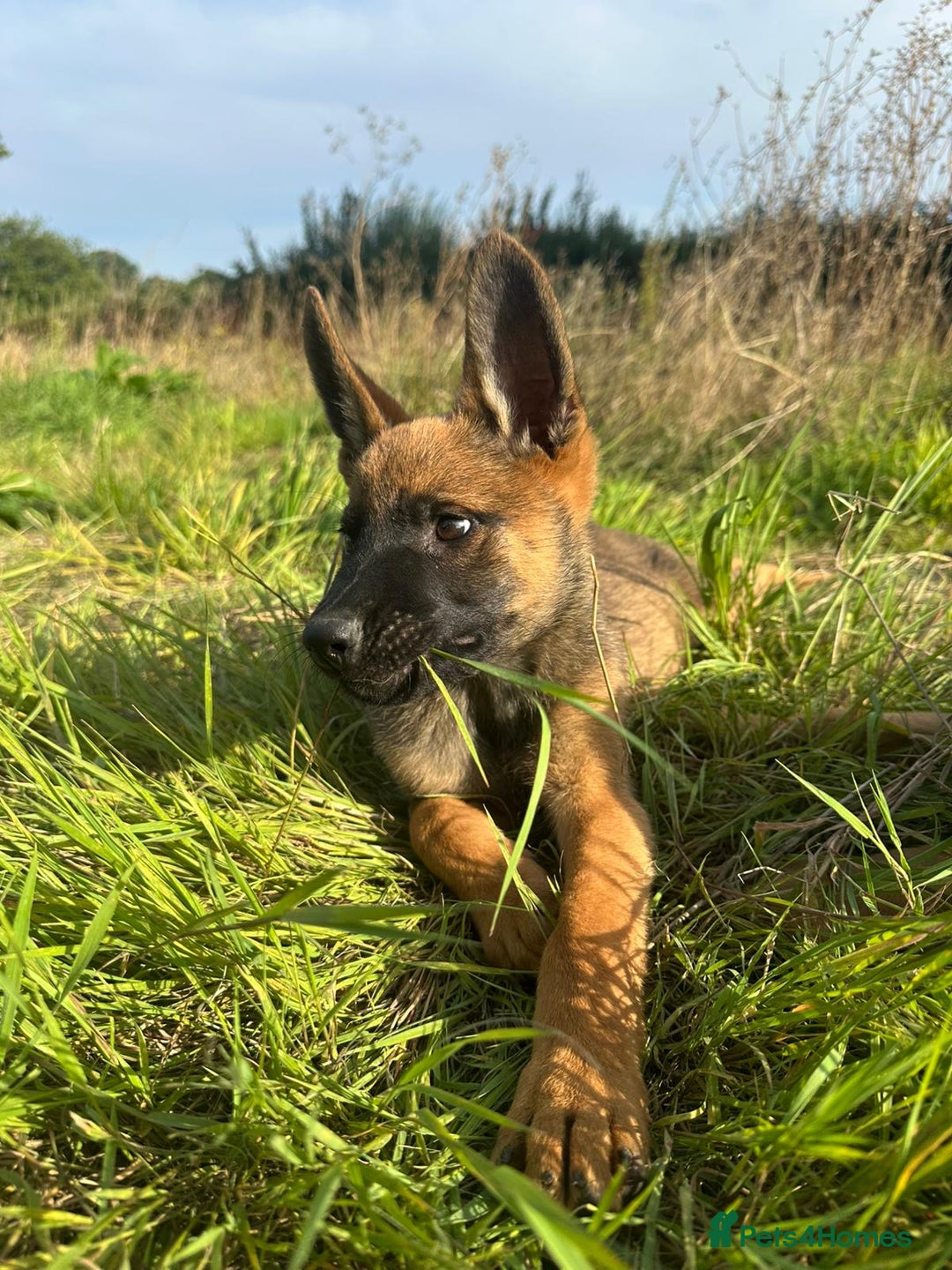 Mixed Breed dogs for sale: German shepherd x Belgian shepherd puppies - Image 24