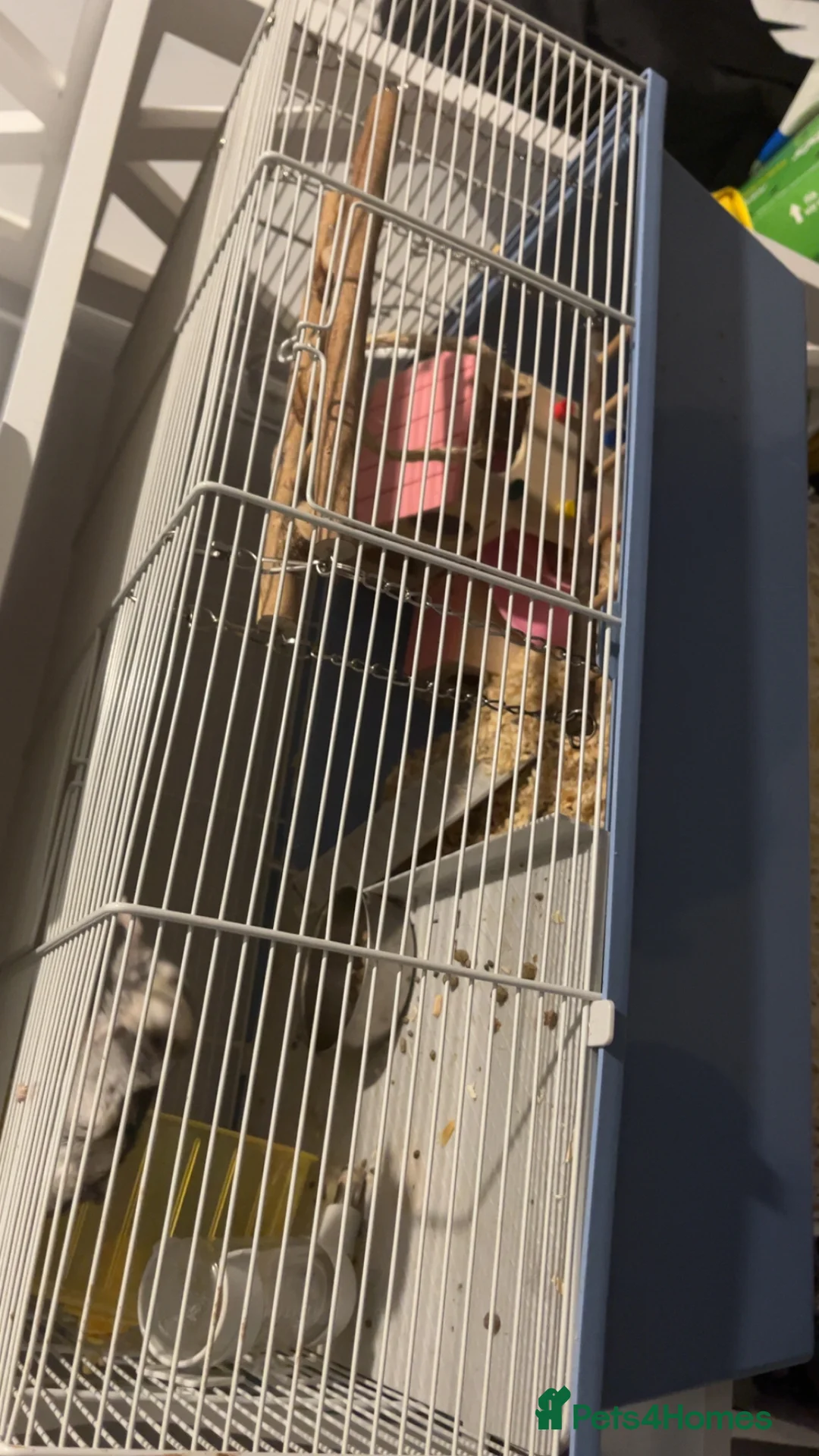 Hamster rodents for sale: Dwarf hamster  - Advert 5