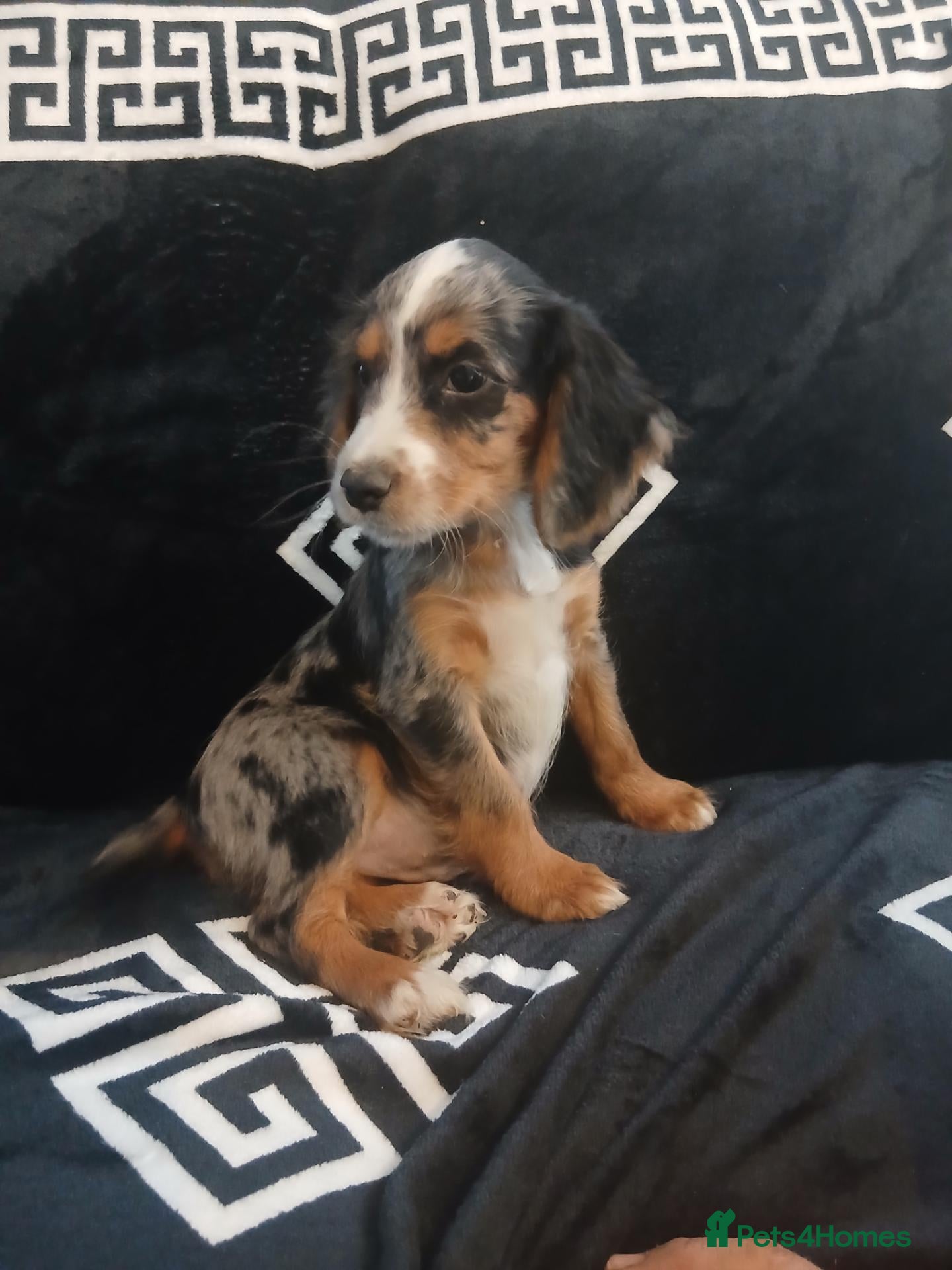 Cocker Spaniel dogs Cocker spaniel pups  - Advert 2