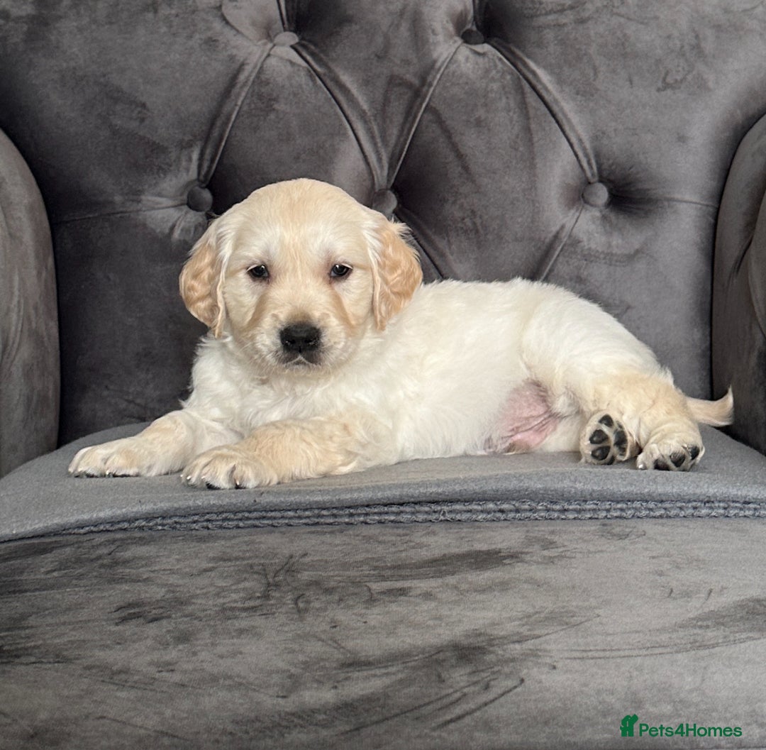 Golden Retriever dogs for sale: Beautiful golden retriever puppies for sale  - Image 9