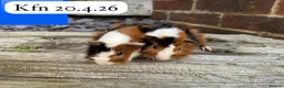 Guinea Pig rodents for sale: Gorgeous baby and young guinea pigs ready now - Advert 3