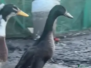 Ducks poultry Indian runner duck in Chester-le-Street - Advert 3