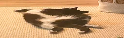 Mixed Breed cats for adoption: Tiddles is the Biggest Sweetheart - Advert 3