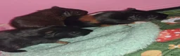 Guinea Pig rodents for sale: Gorgeous baby boars - Advert 4