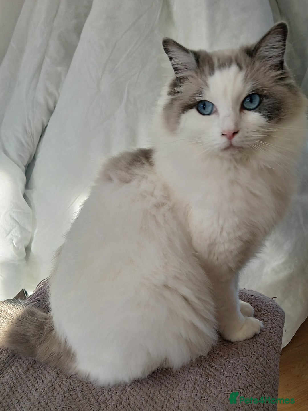 Ragdoll cats for sale: Blue bicolour Ragdoll - Advert 1
