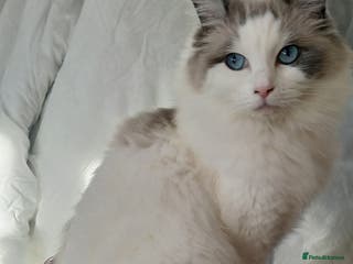 Ragdoll cats Blue bicolour Ragdoll - Advert 12