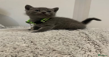 British Shorthair cats - Advert 14