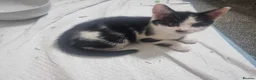 Mixed Breed cats for sale: Beautiful mixed kittens, very playful  - Advert 14