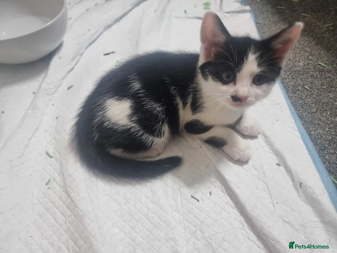 Mixed Breed cats for sale: Beautiful mixed kittens, very playful  - Advert 14