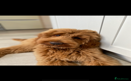 Goldendoodle dogs for sale: Stunning red goldendoodles - Advert 4