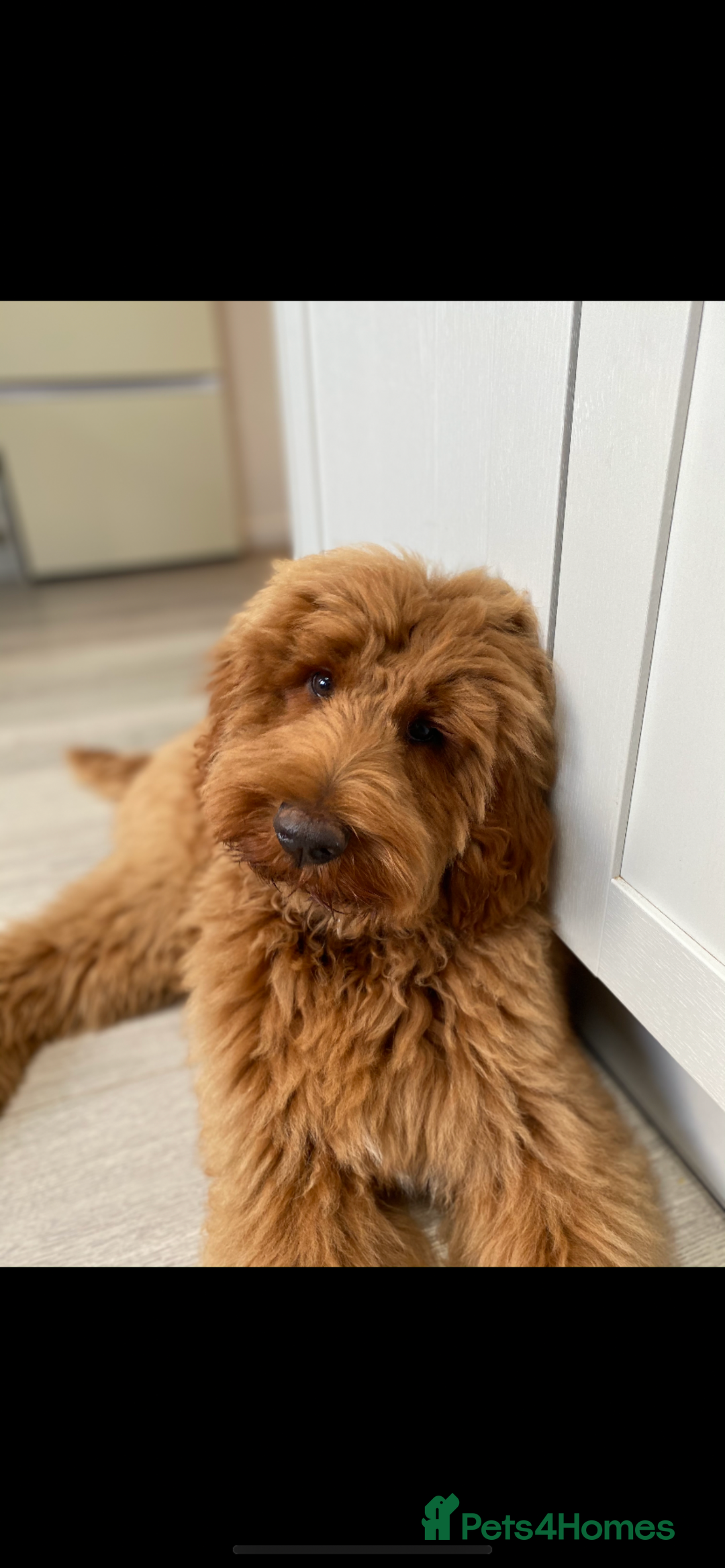 Goldendoodle dogs for sale: Stunning red goldendoodles - Advert 4