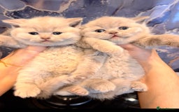 British Shorthair cats for sale: 🌈 GCCF fawn/blue 🏆Champion🏆 BSH teddy bears 🌈 - Image 1