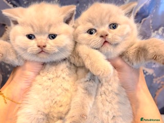 British Shorthair cats - Advert 4