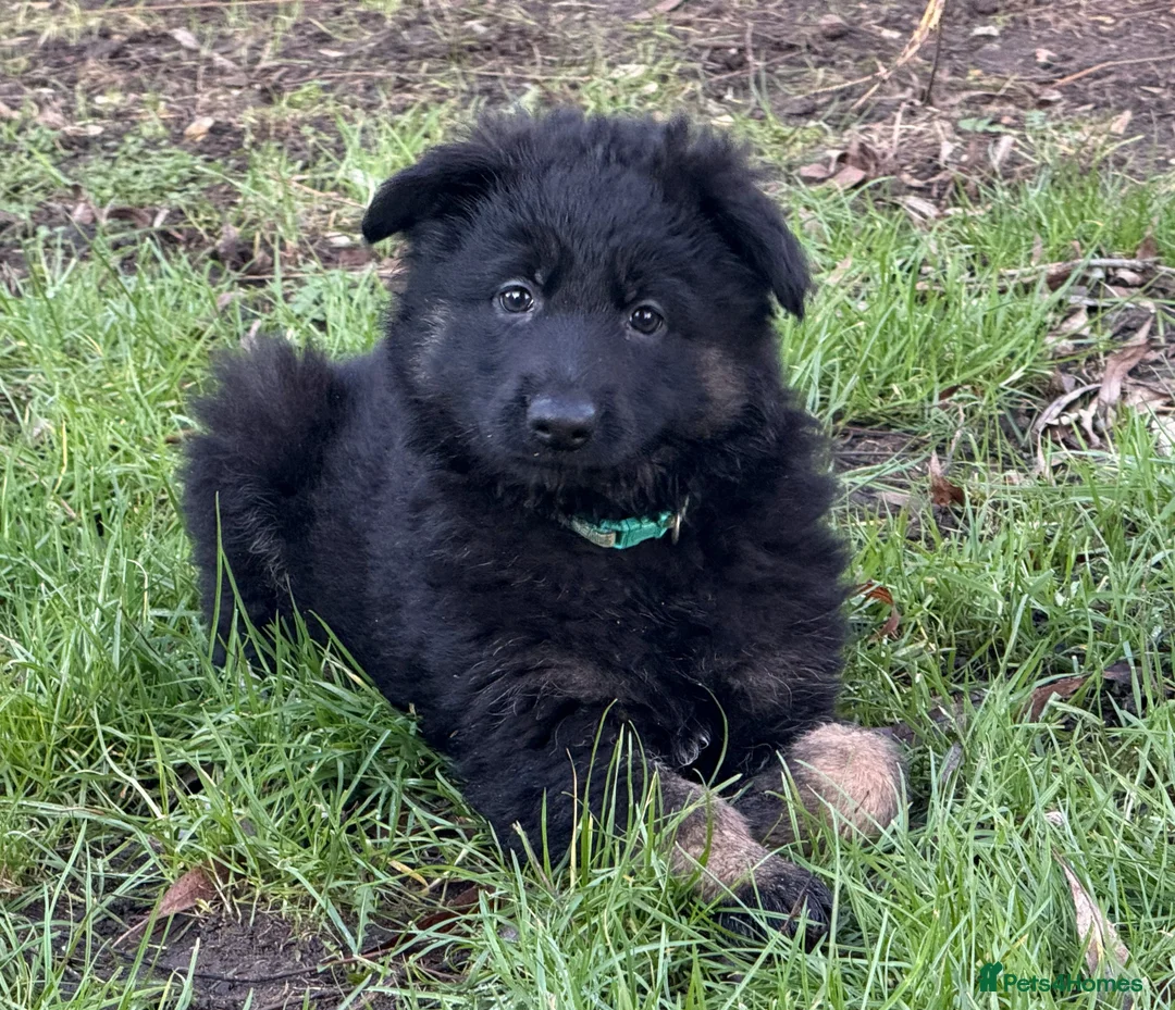 German Shepherd dogs for sale: Long coat GSD Pups With Health tested Parents - Advert 16