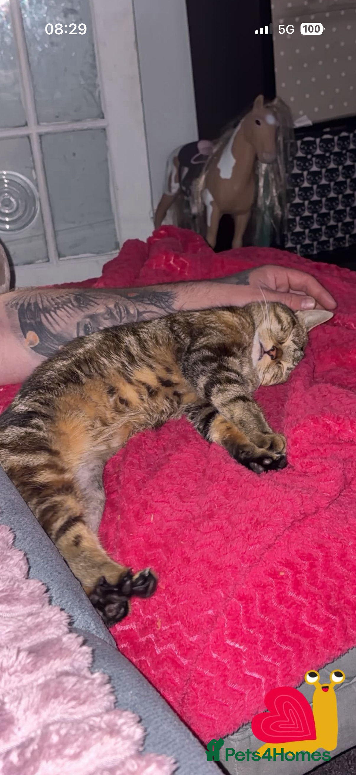 Mixed Breed cats Bengal mix cat  - Advert 1