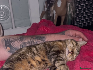 Mixed Breed cats Bengal mix cat - Advert 1