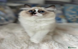 Ragdoll cats for sale: Beautiful Bicolour Ragdoll Kittens Home Raised, in Castleford - Image 12