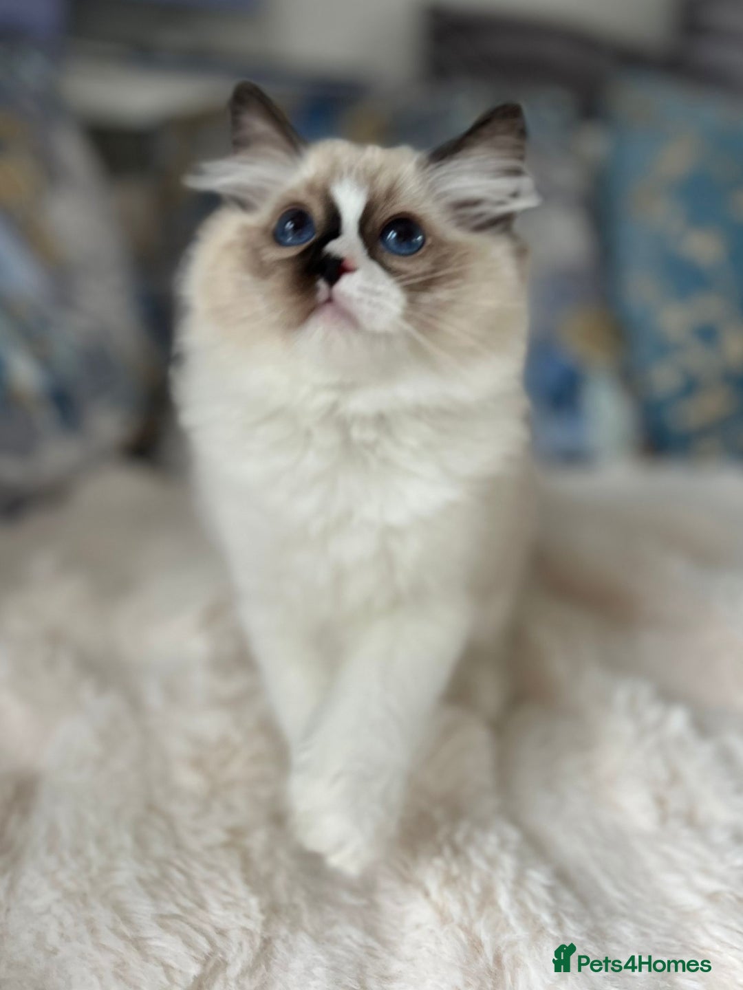 Ragdoll cats for sale: Beautiful Bicolour Ragdoll Kittens Home Raised, in Castleford - Image 12