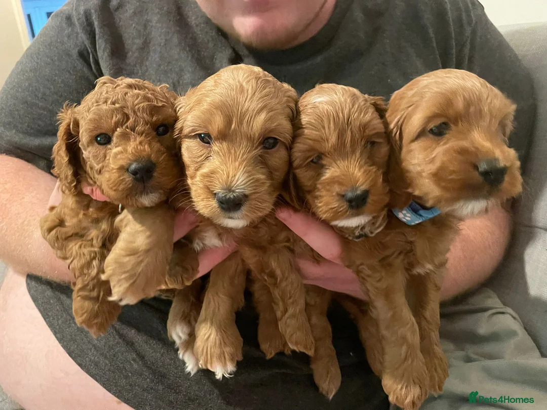 Cockapoo dogs for stud: F1 cocapoo well Proven extensively health tested in Bromley - Advert 39