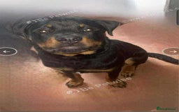 Rottweiler dogs for sale: Rottweiler 10 month old - Image 1