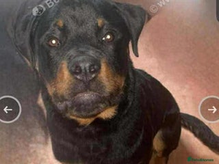 Rottweiler dogs - Advert 4